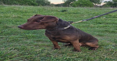 Patterdale Terrier dogs - Advert 1