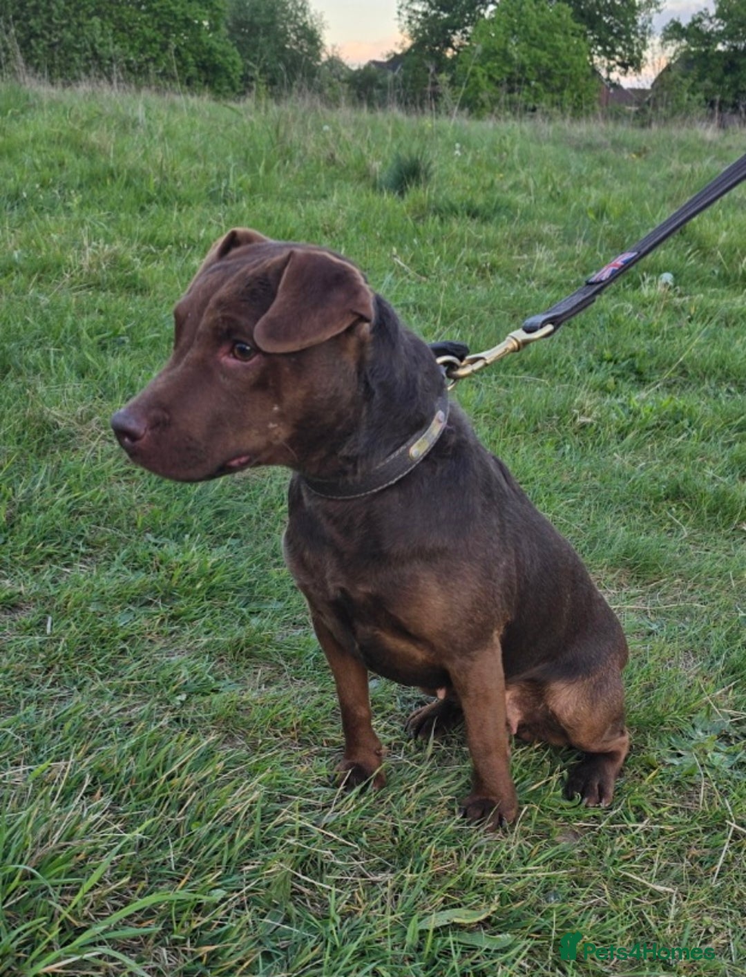 Patterdale Terrier dogs for sale: Chocolate Patterdale terrier pups  - Image 2