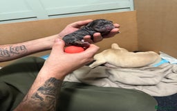 French Bulldog dogs for sale: French bull dog puppies looking for forever homes  - Advert 4