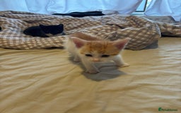 British Shorthair cats for sale: Beautiful Bengal x Calico Kittens - Image 22