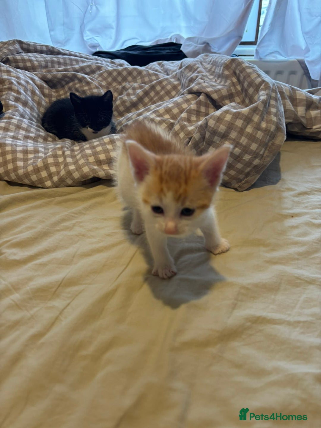 British Shorthair cats for sale: Beautiful Bengal x Calico Kittens - Image 22