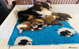 Shetland Sheepdog dogs for sale: Beautiful shaded sable puppies  - Image 7