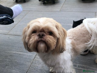 Shih Tzu dogs in Milton Keynes - Advert 10