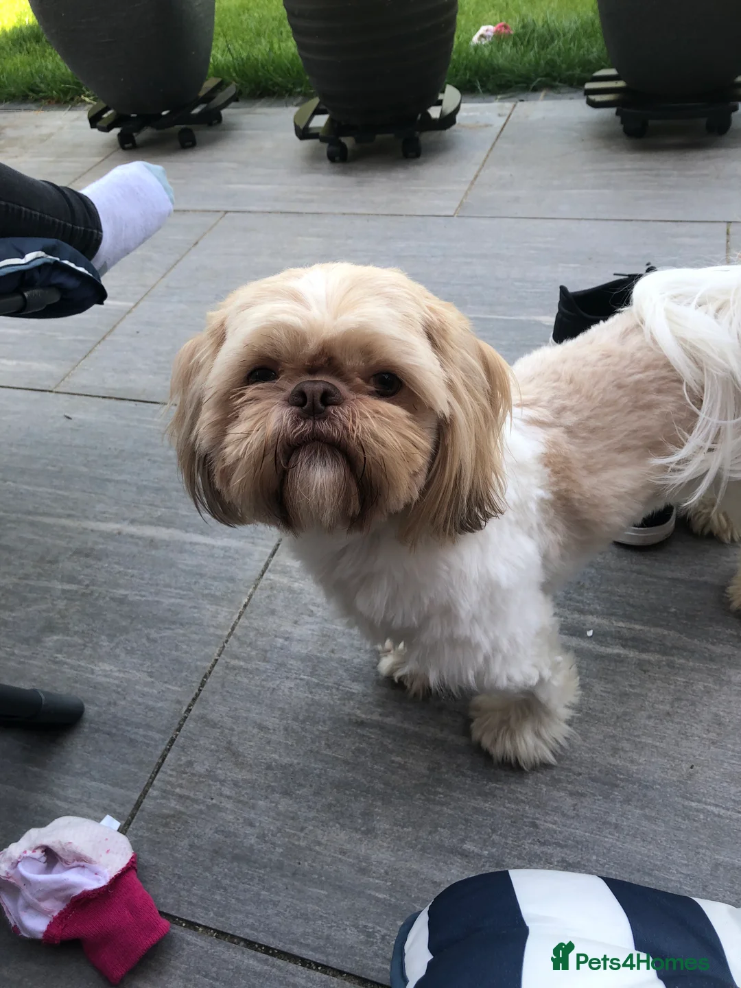 Shih Tzu dogs for stud: Pure breed male shih tzu stud  in Milton Keynes - Advert 1