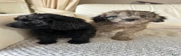 Cockapoo dogs for sale: Adorable cockapoo puppies for sale  - Advert 13