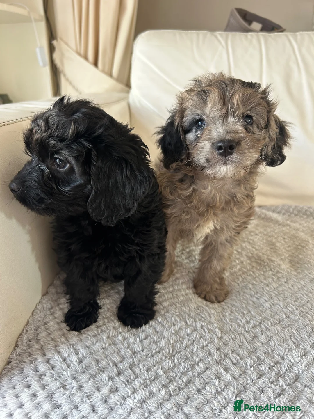 Cockapoo dogs for sale: Adorable cockapoo puppies for sale  - Advert 13