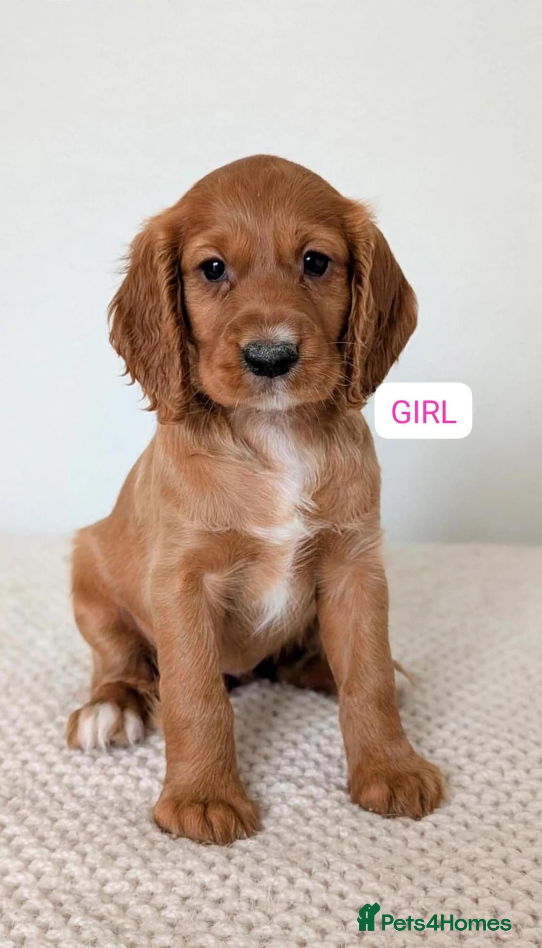 Cocker Spaniel dogs for sale: Health tested fox red cocker spaniel pups  - Advert 15