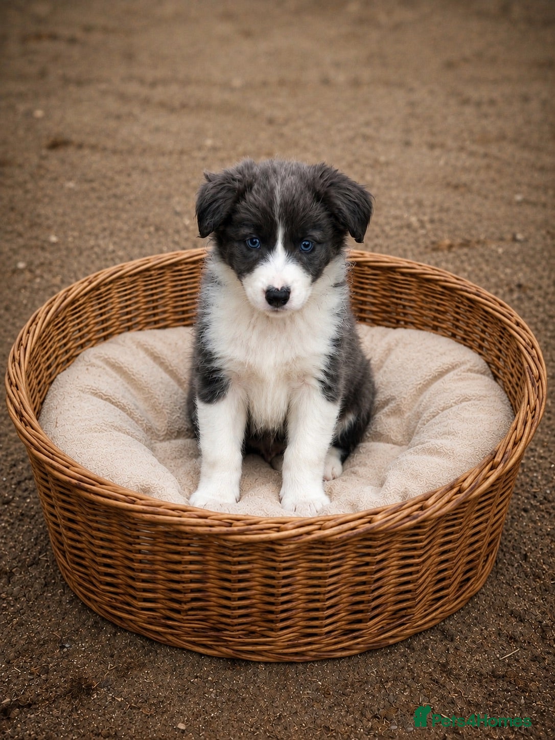 Border Collie dogs Last boy KC registered border collie puppies  - Advert 1
