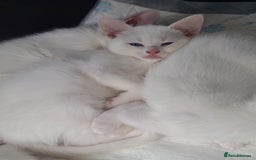 Mixed Breed cats for sale: Beautiful kittens with blue eyes 💙  - Image 3