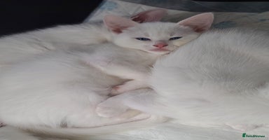 Mixed Breed cats - Advert 14