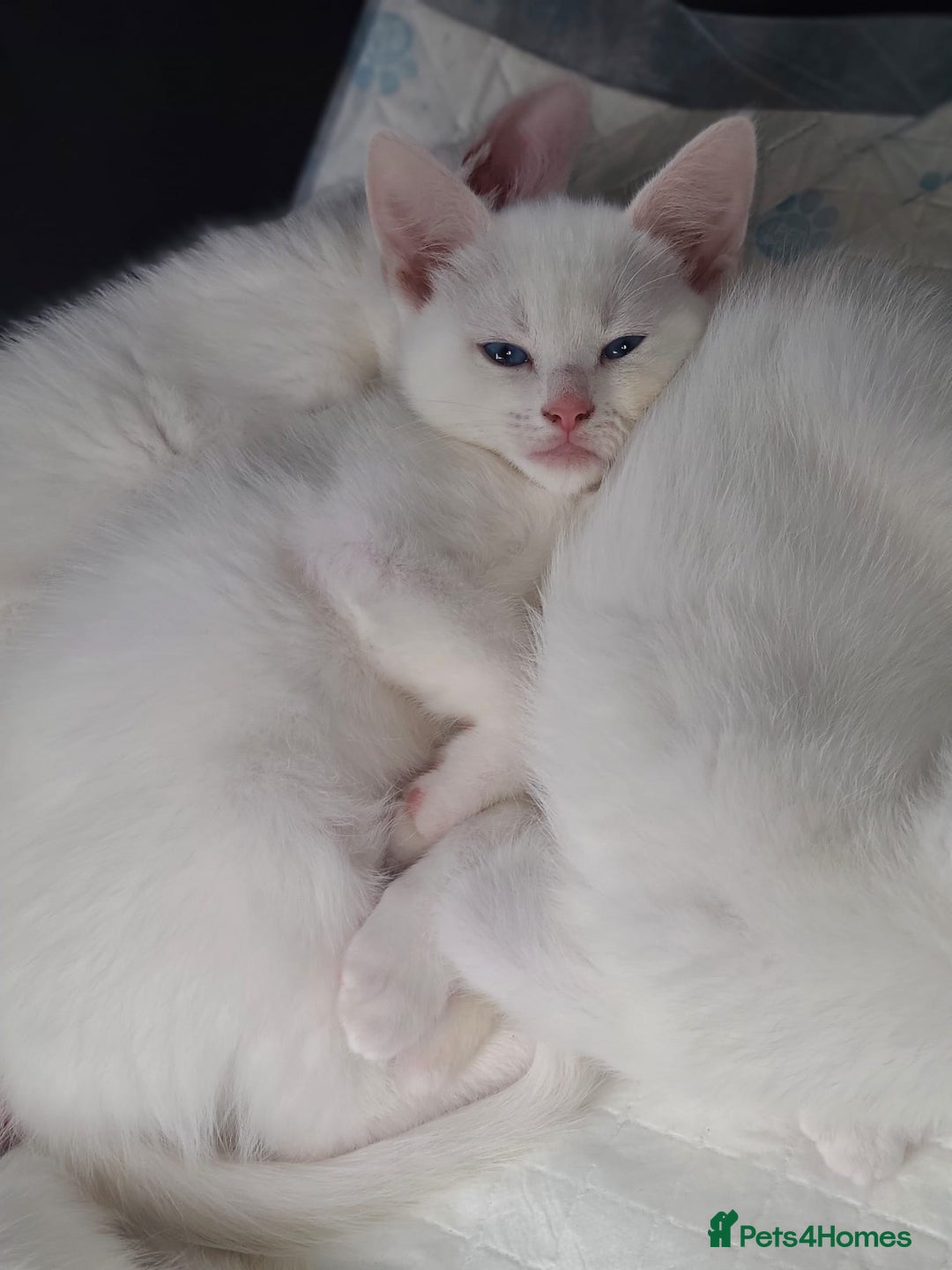 Mixed Breed cats for sale: Beautiful kittens with blue eyes 💙  - Image 3