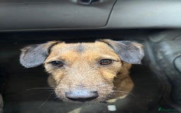 Jack Russell dogs for sale: Beautiful Stocky Short Terriers - Image 2