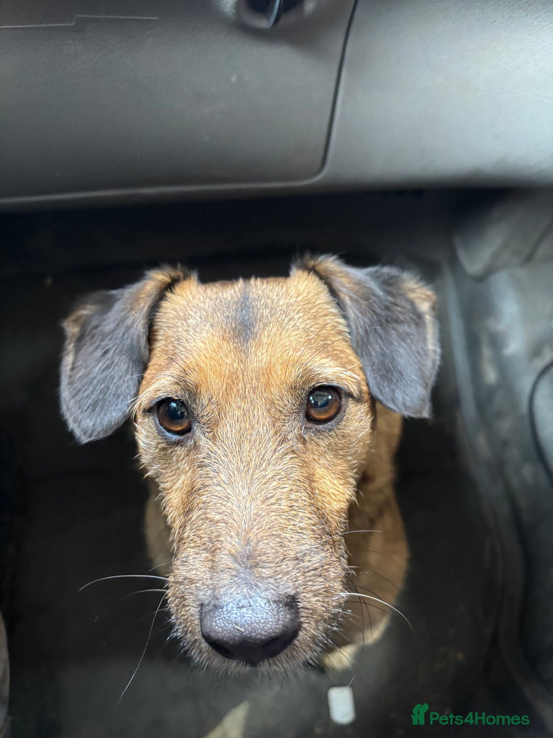 Jack Russell dogs for sale: Beautiful Stocky Short Terriers - Image 2