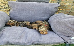 Dachshund dogs for sale: Miniature dauchaund  - Image 8