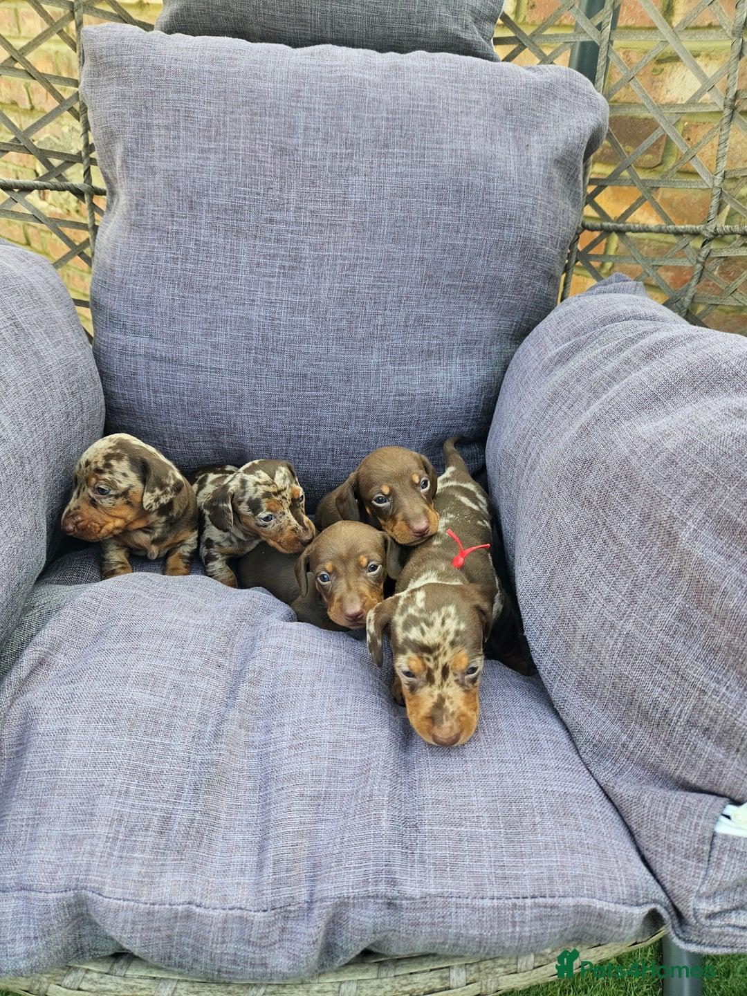 Dachshund dogs for sale: Miniature dauchaund  - Image 8