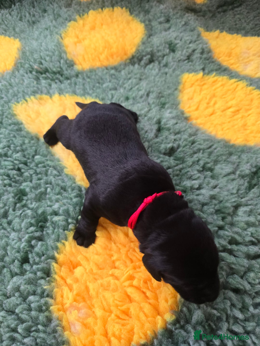 Labrador Retriever dogs for sale: KC Registered Labrador Puppies. - Advert 20