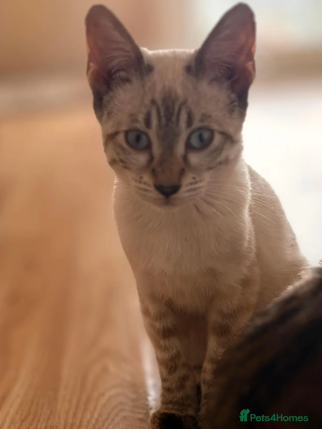 Mixed Breed cats for sale: Bengal cross Savannah kitten Female - Advert 1
