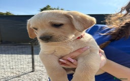 Labrador Retriever dogs for sale: Labrador Puppies  - Image 7