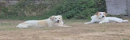 Mixed Breed dogs for adoption: Gorgeous Catie 💜 Looking for her Soul mate in Boston - Advert 9