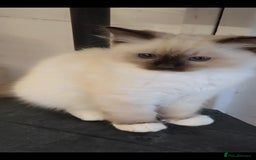 Ragdoll cats for sale: 3 full pedigree Ragdolls  - Image 5