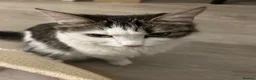 Mixed Breed cats for sale: 1 mother and 3 adorable kittens  - Advert 3