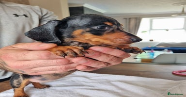 Dachshund dogs - Advert 13