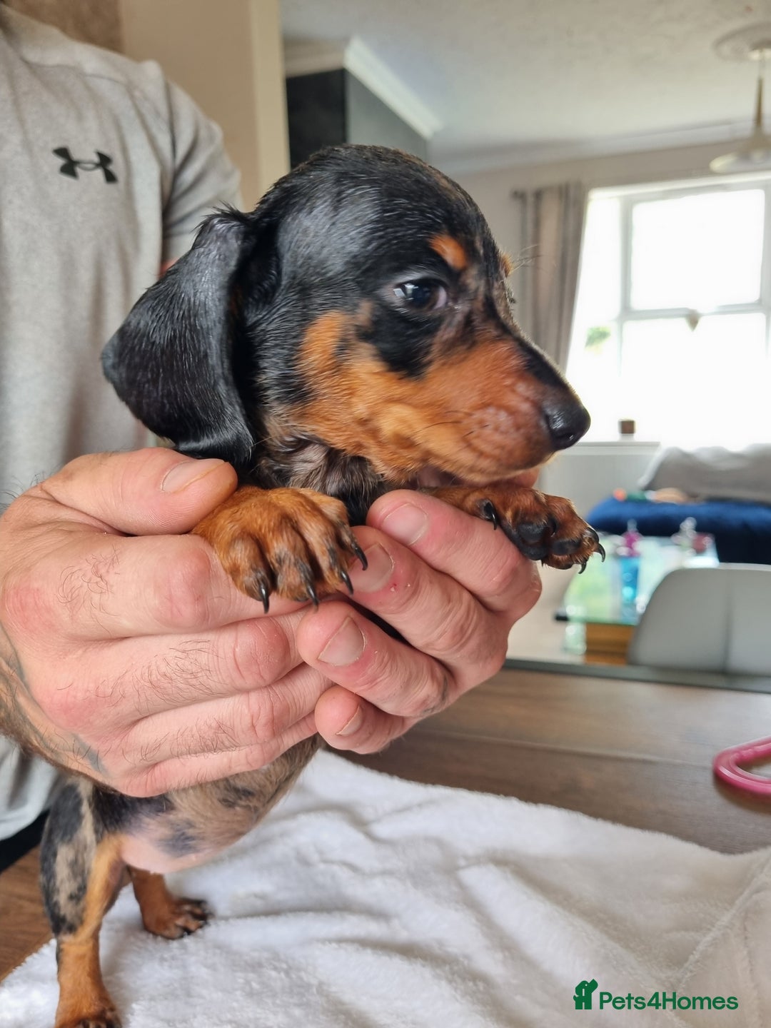 Dachshund dogs for sale: 4 beautiful miniature dachshunds. - Image 2