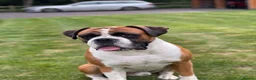 Boxer dogs for stud: Super family pet boxer for stud in Haywards Heath - Advert 8