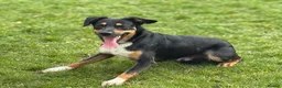 Sprollie dogs for sale: Springer x Collie looking for new home. in Northampton - Advert 9
