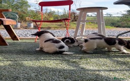 English Springer Spaniel dogs for sale: Health Tested & Part Trained - Image 12