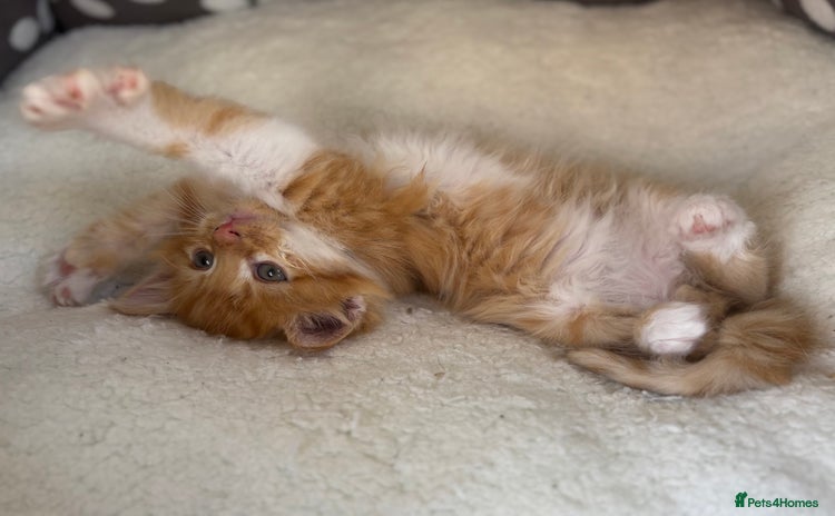 Mixed Breed cats in Northwich - Advert 2