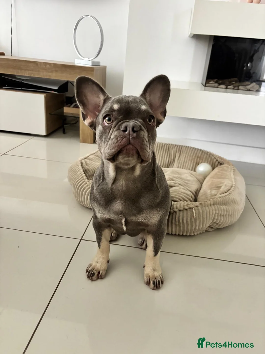 French Bulldog dogs for sale: Beautiful 4 1/2 month  French Bulldog  in Manchester - Advert 2
