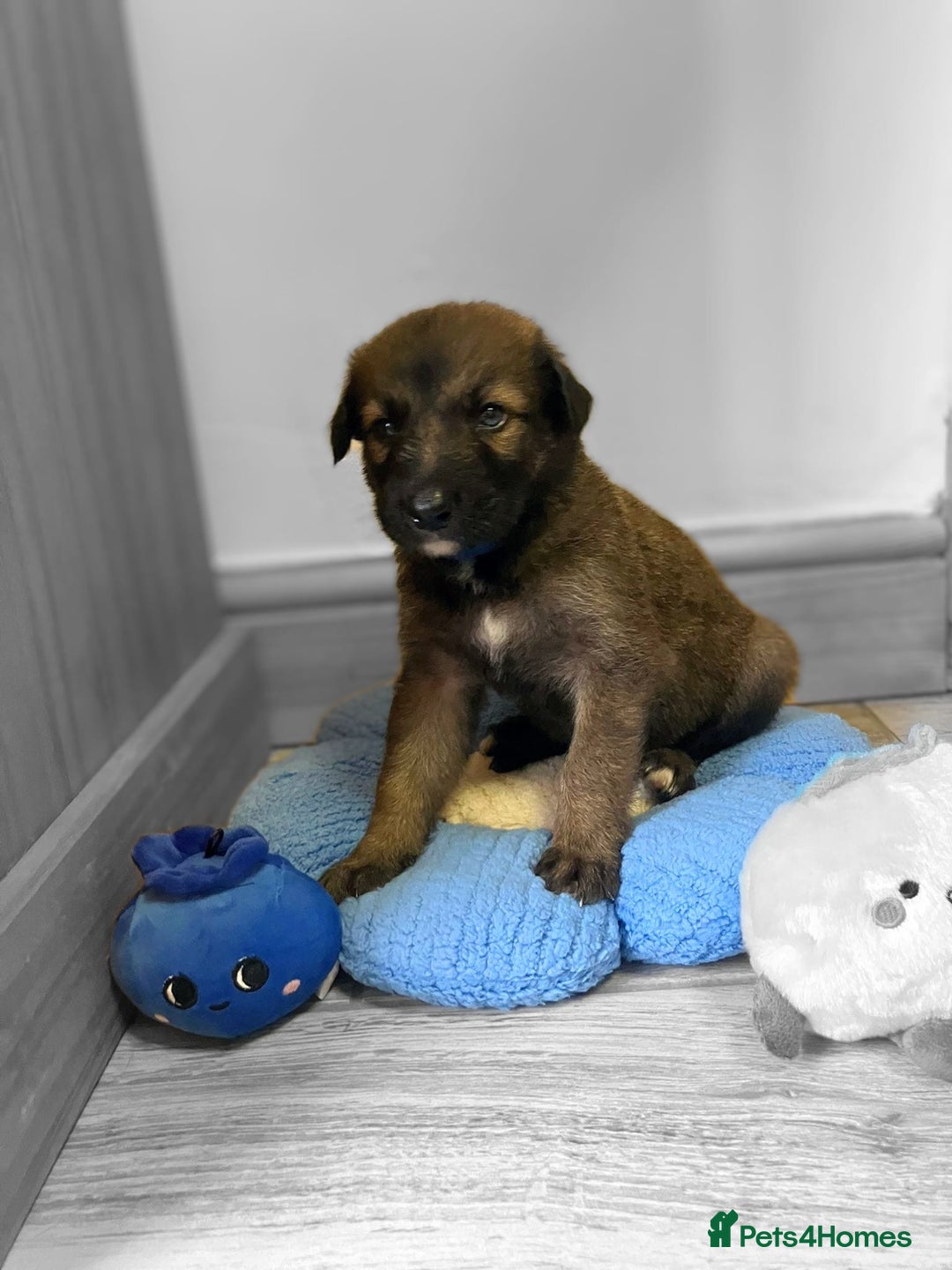Mixed Breed dogs for sale: German shepherd x Lurcher puppies  - Image 5