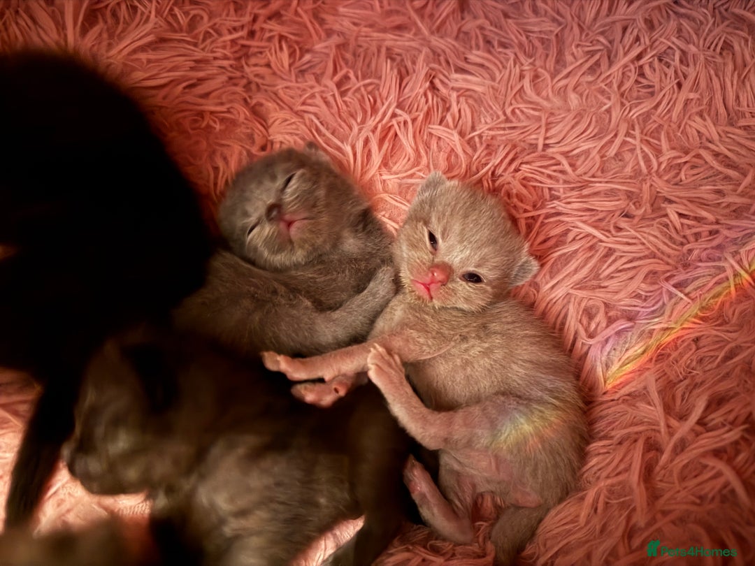 British Shorthair cats for sale: Cat with 6 kittens  - Image 14