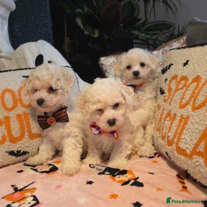 Bichon Frise dogs Bichon frise - Advert 2