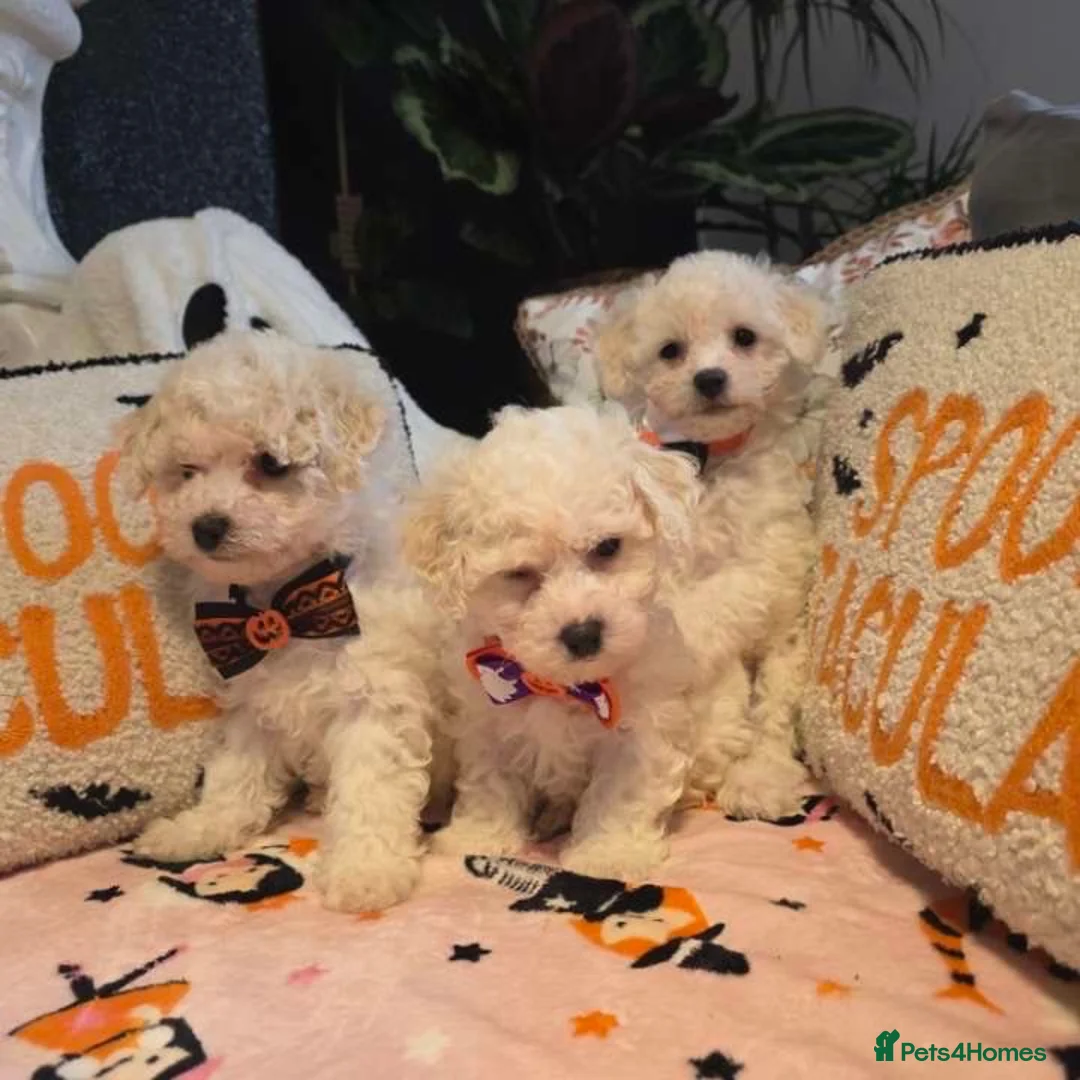 Bichon Frise dogs for sale: Bichon frise in Darlington - Advert 2