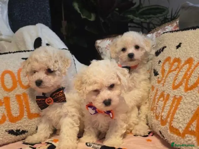 Bichon Frise dogs for sale: Bichon frise - Advert 2