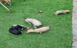 Chihuahua dogs for sale: 5 chihuahua  - Image 14