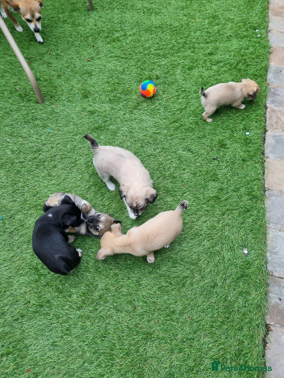Chihuahua dogs for sale: 5 chihuahua  - Image 14