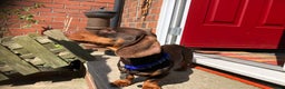 Miniature Dachshund dogs for stud: 4kg KC tiny expert STUD solid genes 100% record in Rochdale - Advert 7