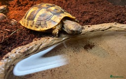 Hermann Tortoise reptiles for sale: Hermanns Tortoise babies - Image 13