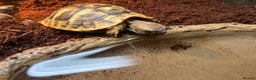Hermann Tortoise reptiles for sale: Hermanns Tortoise babies - Advert 13