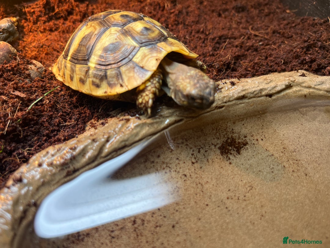 Hermann Tortoise reptiles for sale: Hermanns Tortoise babies - Image 13