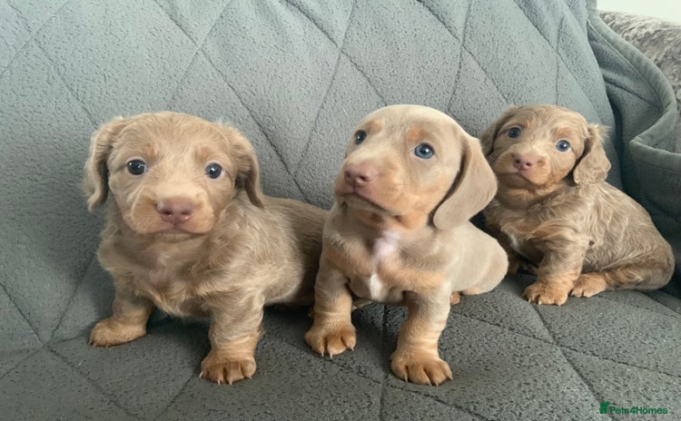Miniature Dachshund dogs - Advert 11