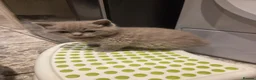 Scottish Fold cats for sale: Scottish kitten lilac blue, ready now, girl boy - Advert 19