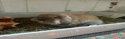 Lionhead rabbits for sale: Lionhead Lop Bunny Looking for a Loving home - Advert 2