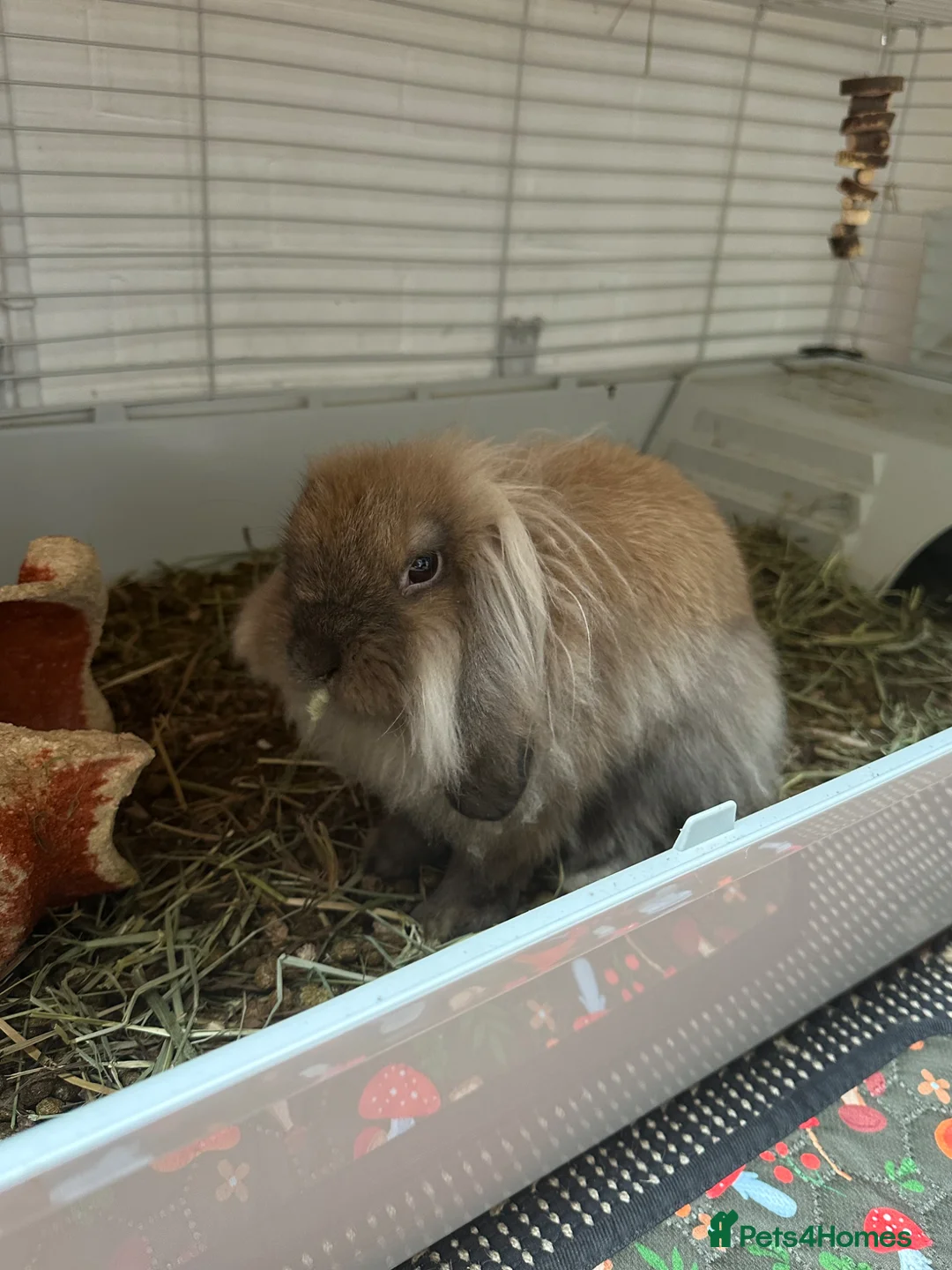 Lionhead rabbits for sale: Lionhead Lop Bunny Looking for a Loving home - Advert 2