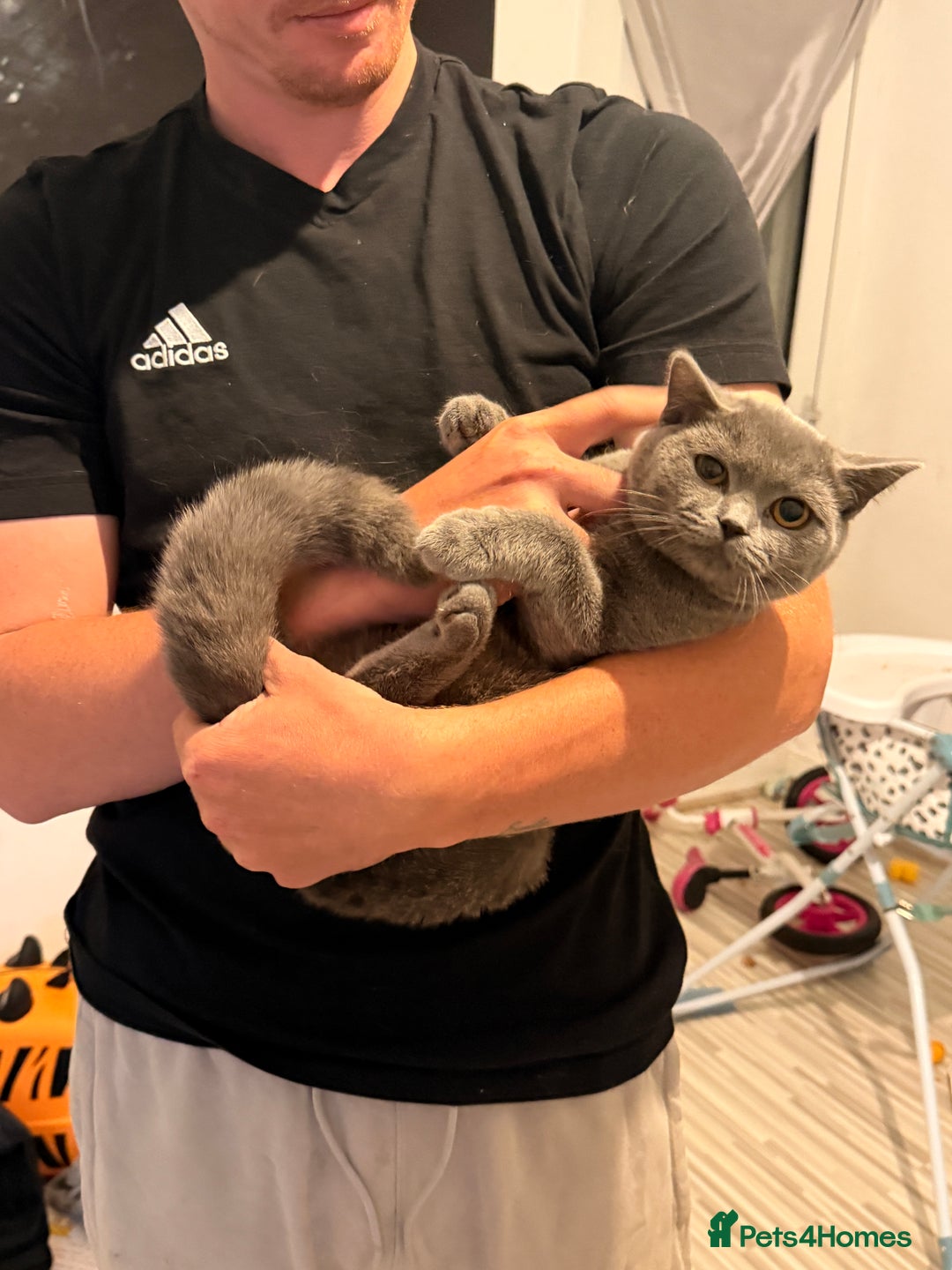 British Shorthair cats for sale: Female British shorthair  - Image 4
