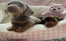 Miniature Dachshund dogs for sale: Miniature Dachshund  - Image 20