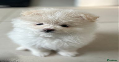 Pomeranian dogs - Advert 10